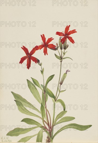 Fire Pink (Silene virginica), 1932.