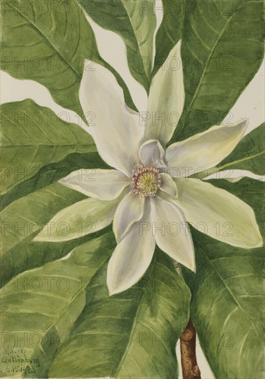 Umbrella Tree (Magnolia tripetala), 1932.