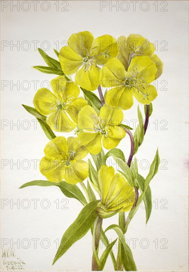 Evening Primrose (Oenothera), 1933.