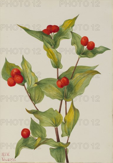 Fairy-bells (Disporum hookeri), 1933.