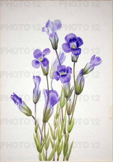 Fringed Gentian (Gentiana elegana), 1933.