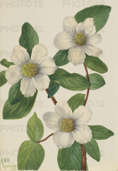 Pacific Dogwood (Cornus nuttallii), 1933.