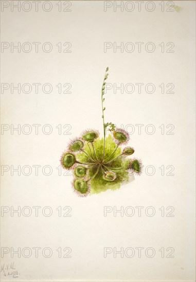 Roundleaf Sundew (Drosera rotundifolia), 1933.