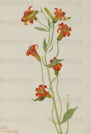 Small Tiger Lily (Lilium parvum), 1933.