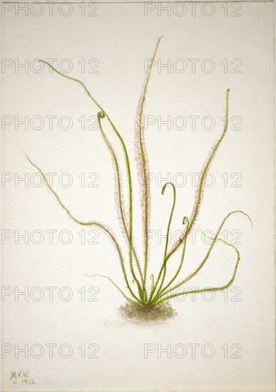 Thread Leaf Sundew (Drosera rotundifolia), 1933.