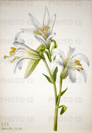 Washington Lily (Lilium washingtonianum), 1933.