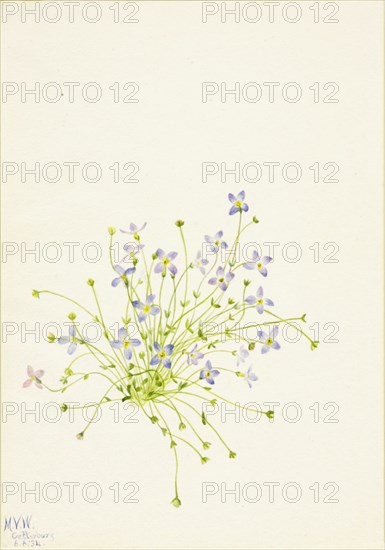 Bluets (Houstonia serpyllifolia), 1934.