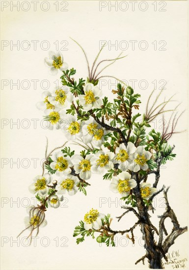 Cliffrose (Cowania stanshuriana), 1934.