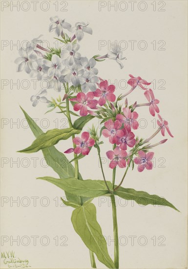 Perennial Phlox (Phlox paniculata), 1934.