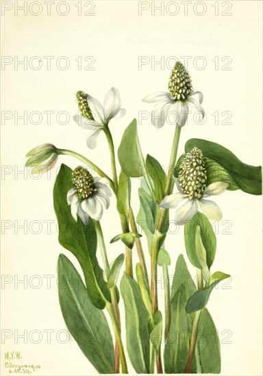 Yerba Mansa (Anemopsis californica), 1934.