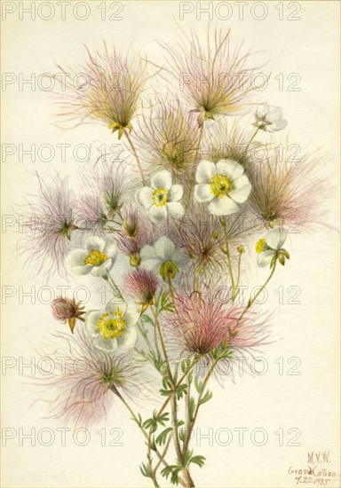 Apache Plume (Fallugia paradoxa), 1935.