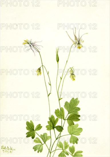 Aquilegia ecalcarata, 1935.