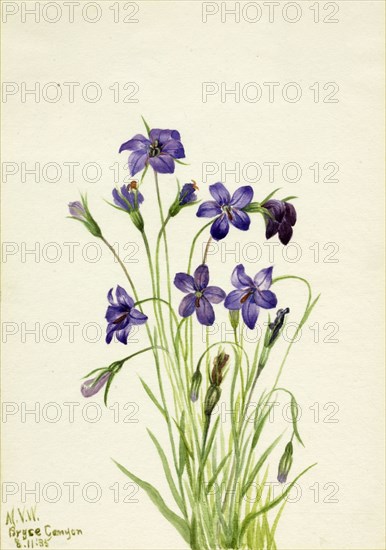 Bellflower (Campanula), 1935.