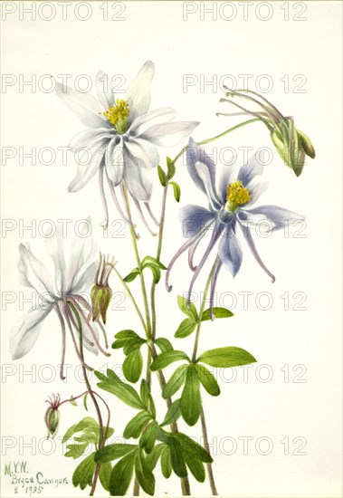 Columbine (Aquilegia ecalcarata), 1935.