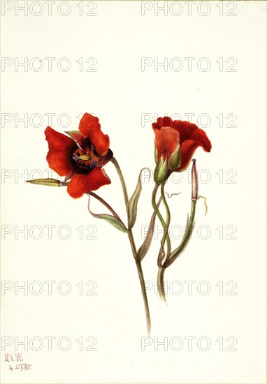 Desert Mariposa (Calochortus kennedyi), 1935.