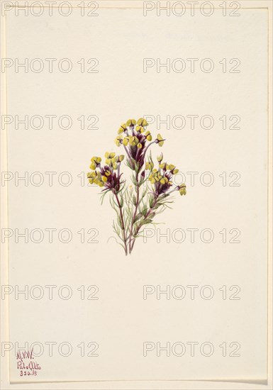 Owl's Clover (Orthocarpus erianthus), 1935.