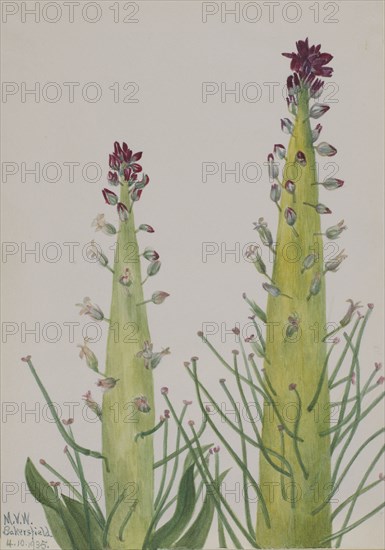 Squaw-Cabbage (Caulanthus inflatus), 1935.