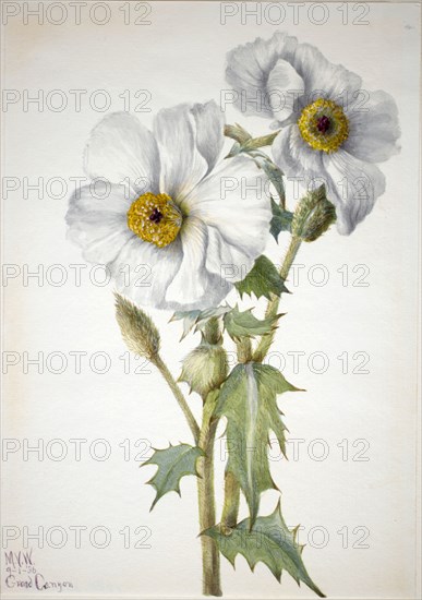 Prickly Poppy (Argemone hispeda), 1936.