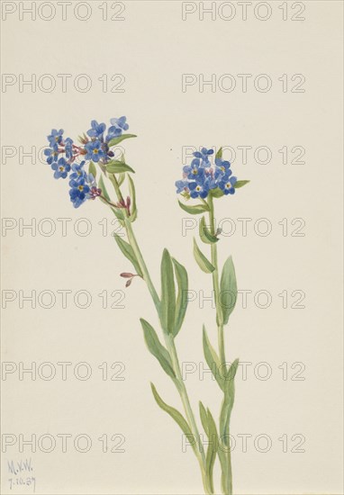 Alpine Forget-Me-Not (Myosotis alpestris), 1937.