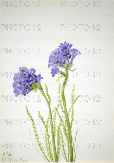 Jacob's Ladder (Polemonium viscosum), 1937.