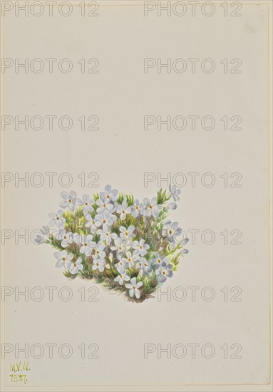 Phlox (Phlox caespitosa), 1937.