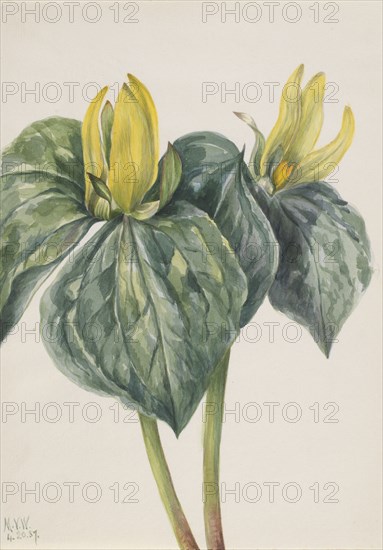 Whippoorwill Flower (Trillium hugeri), 1937.