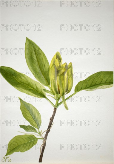 Cucumber Tree (Magnolia scuminata), 1938.