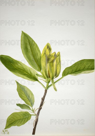 Cucumber Tree (Magnolia scuminata), 1938.