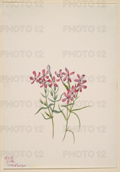 Phlox stansburyi, 1938.