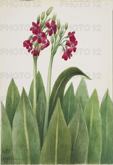 Primrose (Primula parryi), 1938.