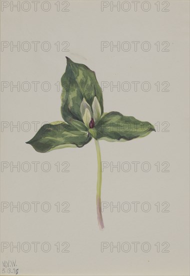 Trillium discolor, 1938.