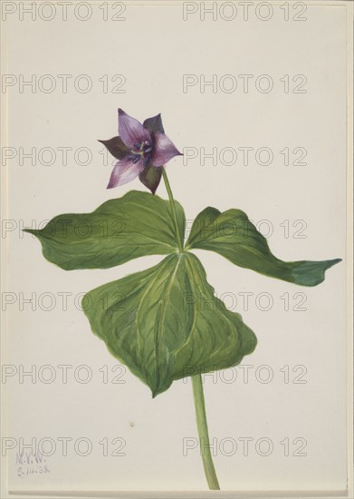 Trillium erectum, 1938.