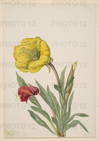 Evening Primrose (Oenothera howardi), 1928-1931.