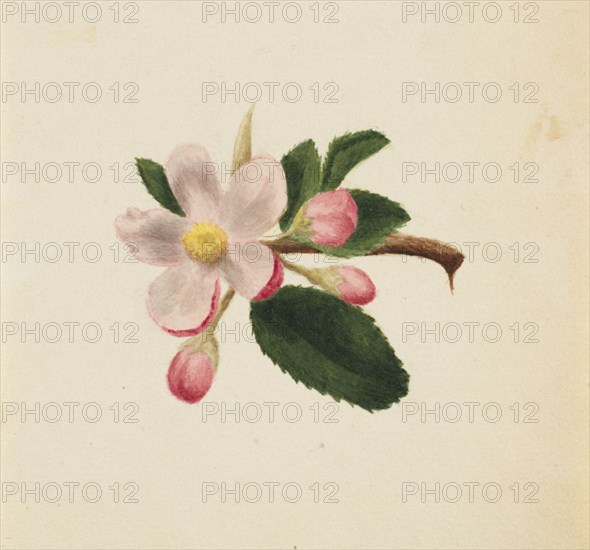 (Untitled--Flower Study), ca. 1876.