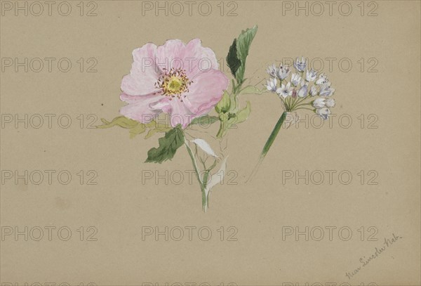 (Untitled--Flower Study), ca. 1876-1878.