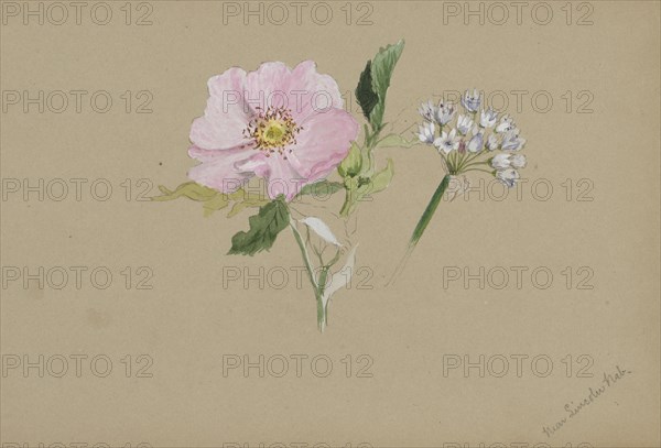 (Untitled--Flower Study), ca. 1876-1878.
