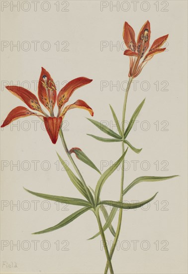 Lily (Lilium montanum), ca. 1900-1920.
