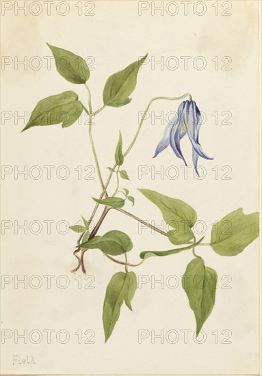 Columbia Clematis (Clematis columbiana), ca. 1900-1925.