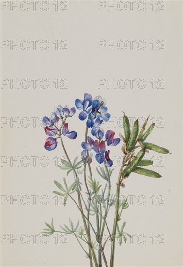 Untitled--Flower Study, ca. 1900-1930.