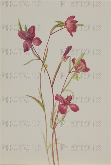 Farewell to Spring (Godetia amoena lilja), ca. 1930s.