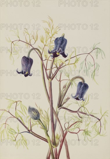 Leather Flower (Clematis hirsutissima), ca. 1930s.