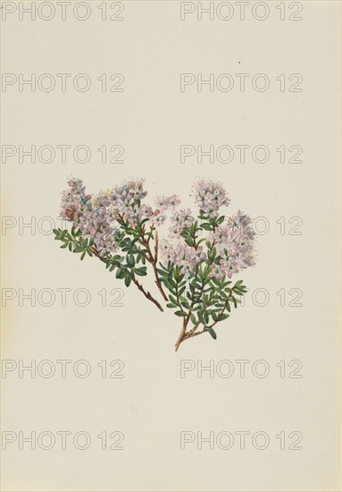 Sand Myrtle (Leiophyllum lyoni), ca. 1930s.