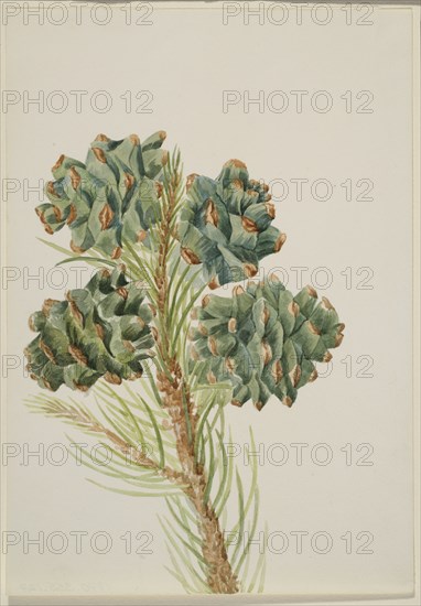 Single-Leaf Pine (Pinus monophylla), ca. 1930s.