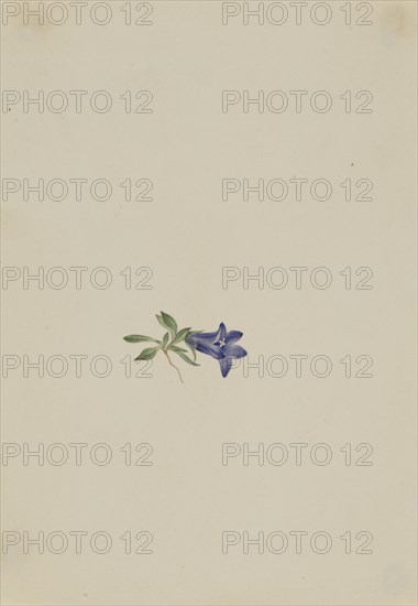 Alpine Harebell (Campanula lasiocarpa), n.d.