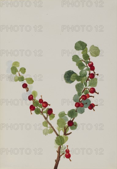 Currant (unfinished) (Ribes species), n.d.