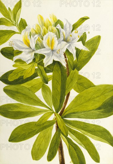 Western Azalea (Rhododendron occidentale), n.d.