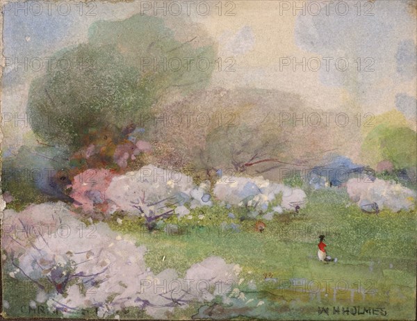 Cherry Blossoms, n.d.