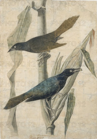 Purple Grackle, early-mid 19th century.