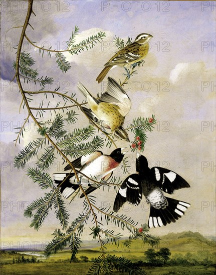 Rose-Breasted Grosbeak, mid-late 19th century. Copy after John James Audubon.