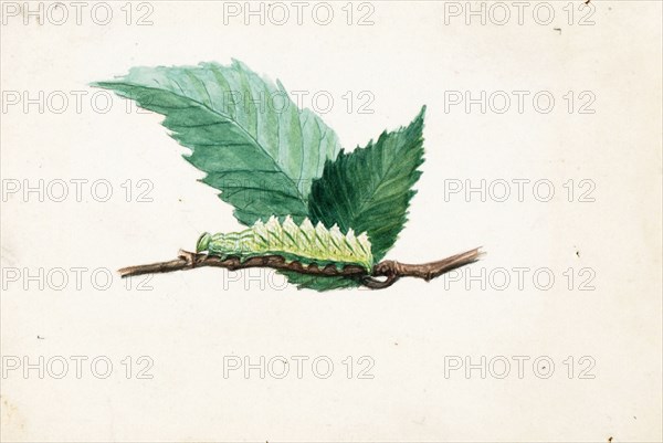 Jagged Leaf Edge Caterpillar, study for book Concealing Coloration in the Animal Kingdom, late 19th-early 20th century.